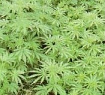 Plantas de Marihuana