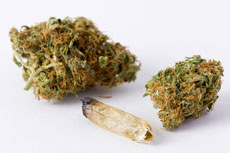 Marijuana Roach Buds