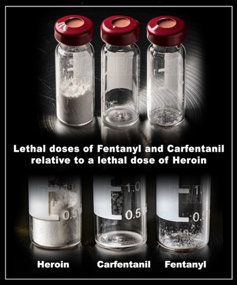 Comparison of fatal doses of fentanyl, heroin and carfentanil. 