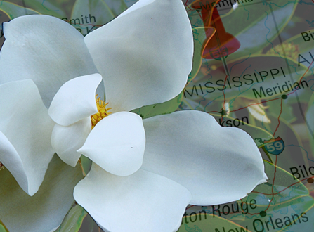 Mississippi and one of its magnolias. 