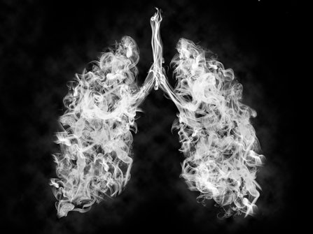 Lungs shape smoke