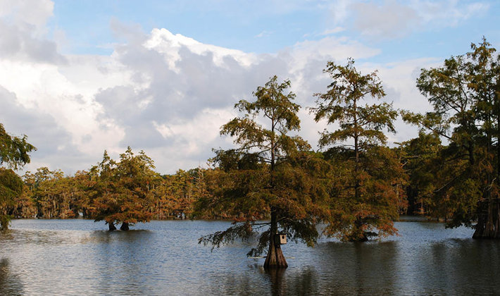 Cypress in Monroe Louisiana