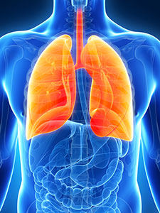 pulmones-cuerpo