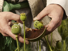 poppy plants for opium