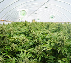indoor marijuana crops