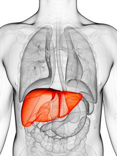 The human liver.