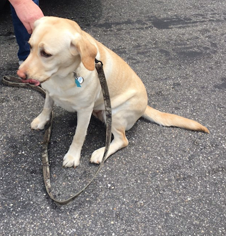 Addie, Lab Saved by Narcan