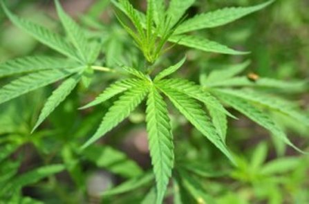 a marijuana plant