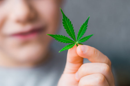 A child holds a tiny marijuana leaf. 