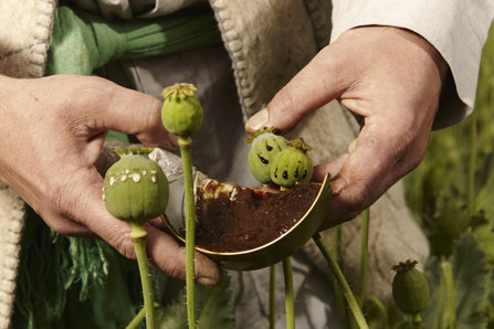 Opium poppies being harvested. 