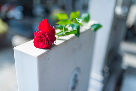 Rose on a grave