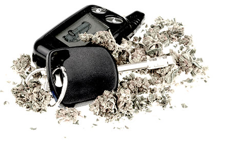 Car key in marijuana crops. 