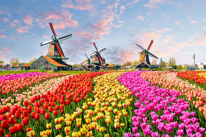 Netherlands tulip fields