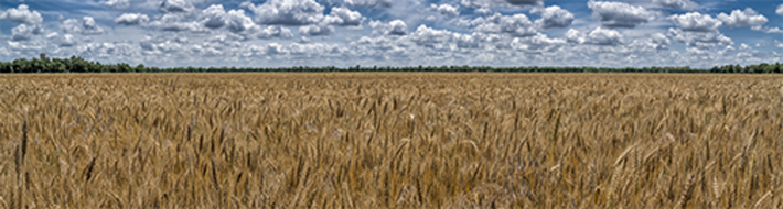 Wheat fields of Kansas