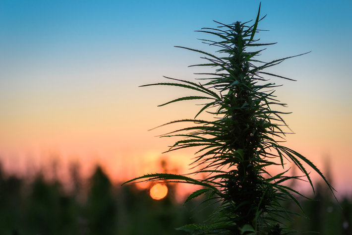 Marijuana growing outdoors. 