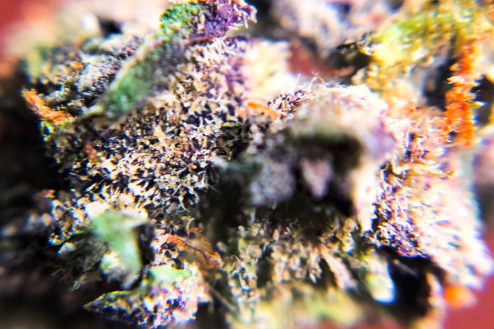 Close-up of new strains of marijuana
