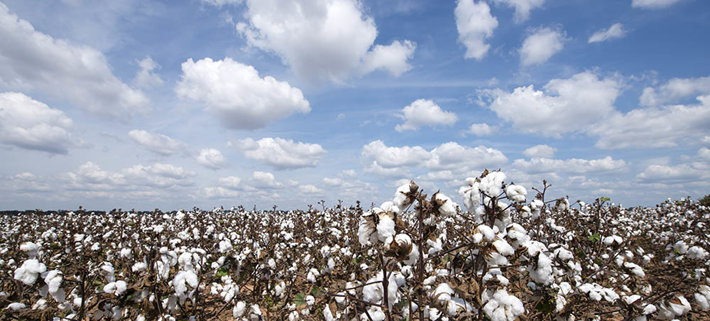 cotton fields in Alexandria Louisiana